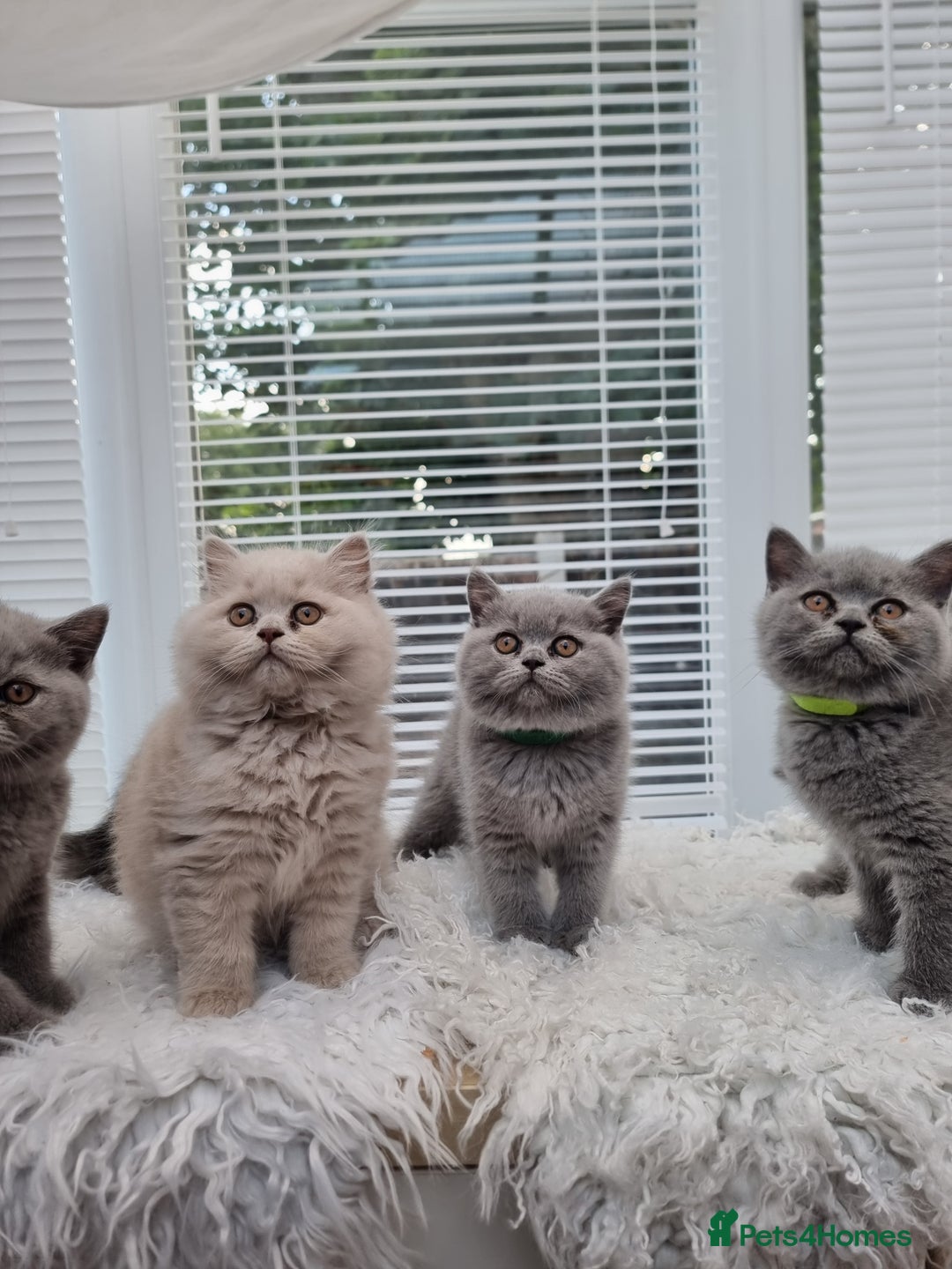 British Shorthair cats for sale: TOP💗 Quality British Shorthair 😻Kittens💋 - Image 27