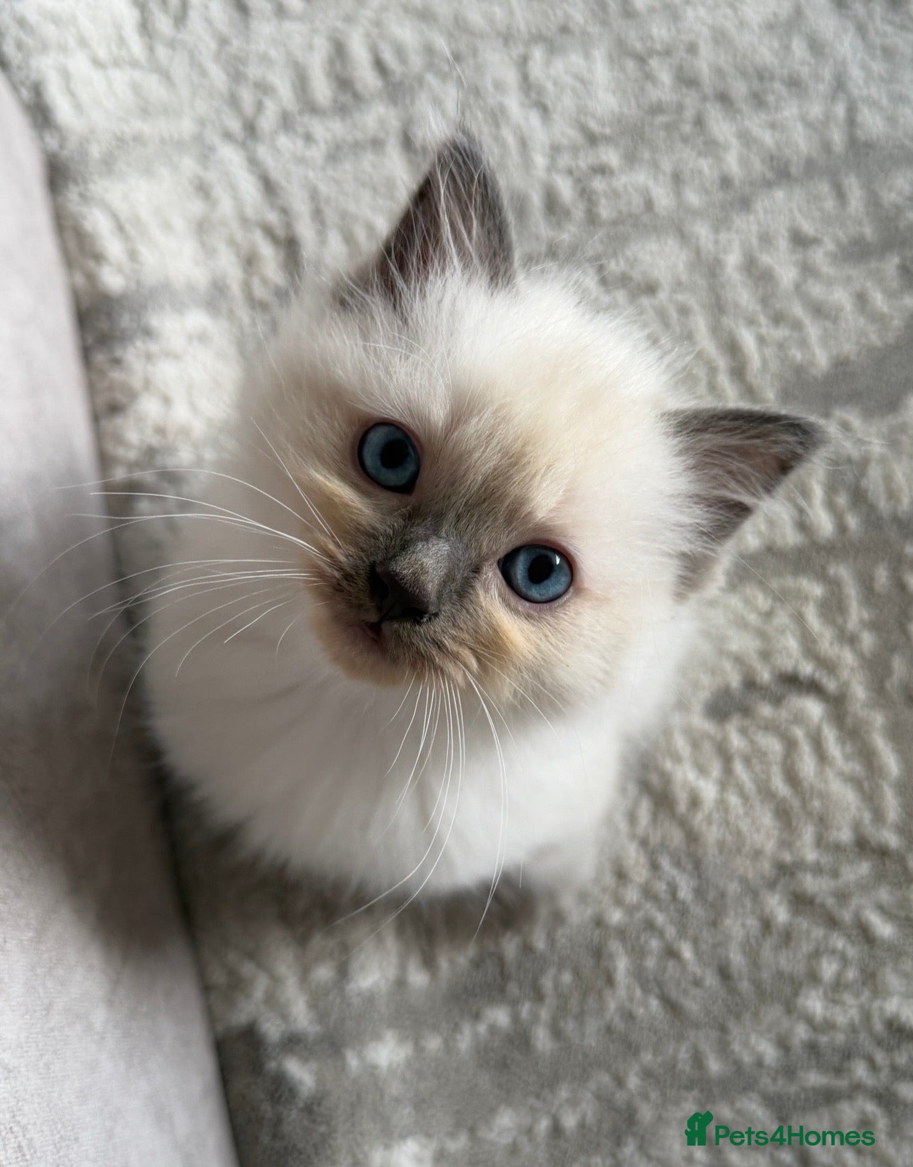 Ragdoll cats Blue Point Ragdoll Male Kittens - Advert 16