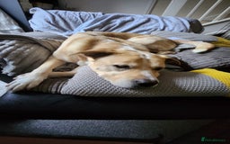 Mixed Breed dogs for adoption: Meet Balagan, currently residing in Merseyside  - Image 7