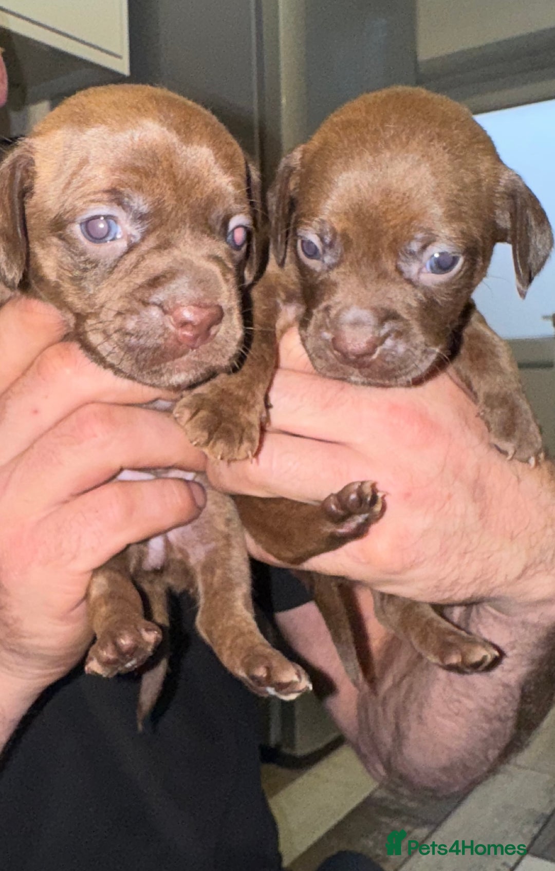 Mixed Breed dogs for sale: Beautiful Dachshund cross Boston Terrier - Image 7