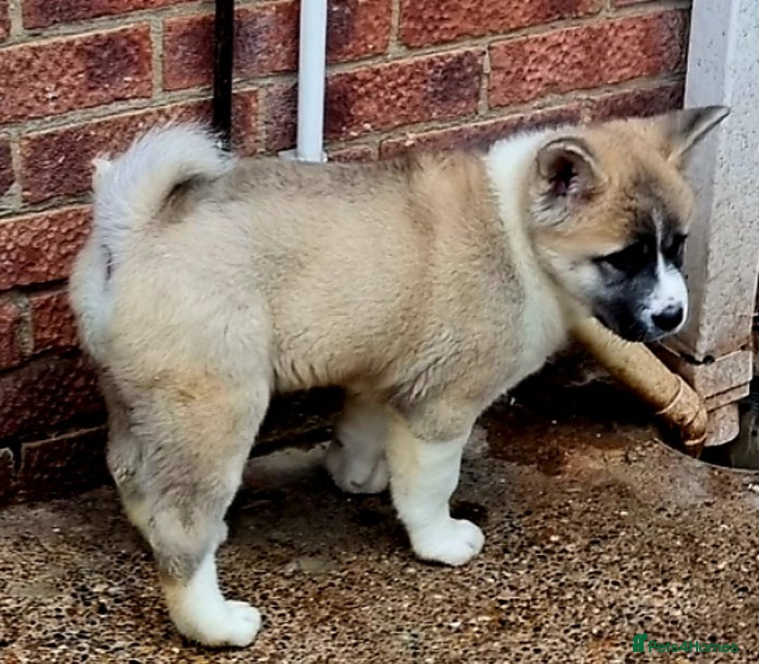Akita dogs for sale: Akita pup READY - Advert 4
