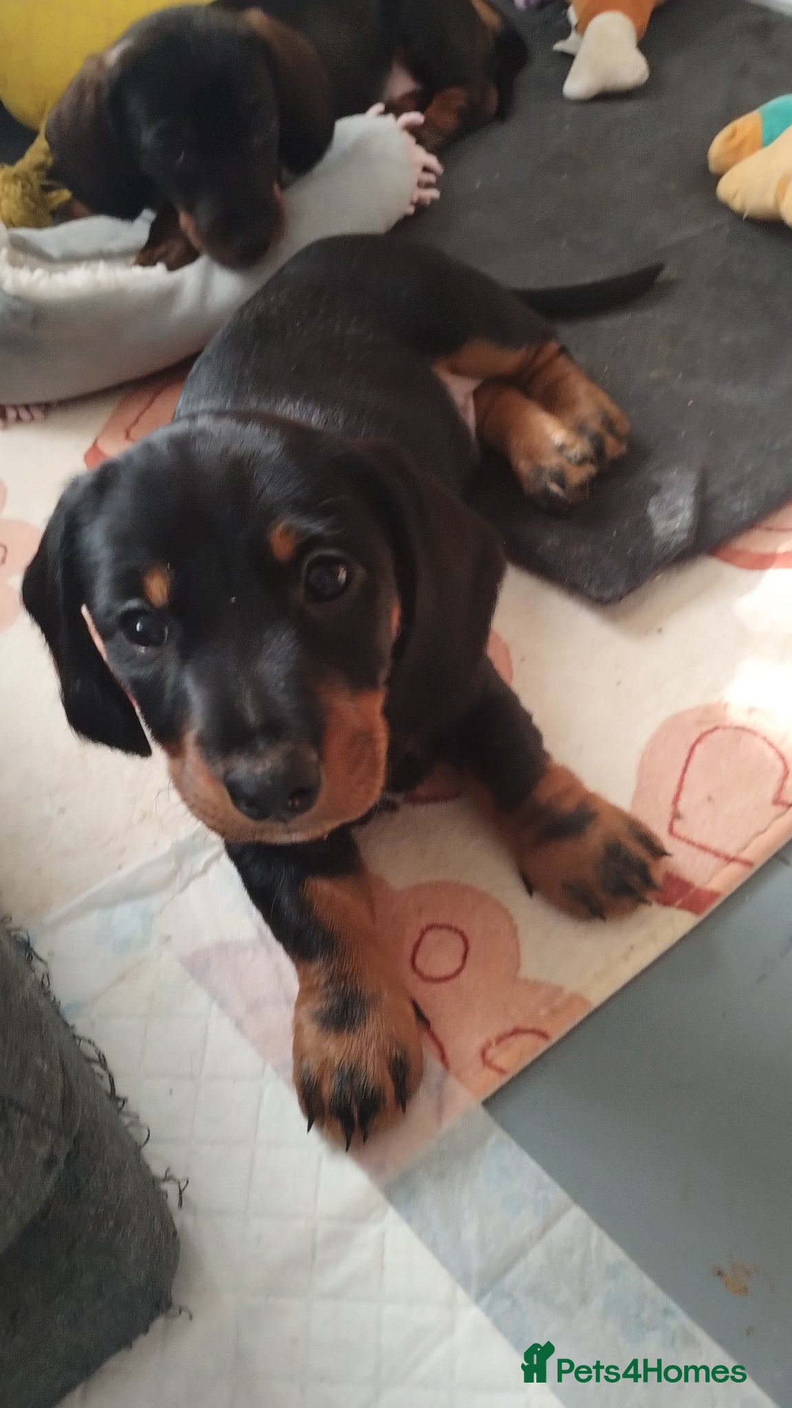 Dachshund dogs Adorable puppies4sale♥️💙 - Advert 2