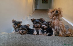 Yorkshire Terrier dogs for sale: 🌸 🐶Adorable Puppies Looking for Homes 🌸 - Image 12