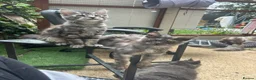 Maine Coon cats for sale: 🩶 3 Stunning Large Males 🩶 - Advert 6
