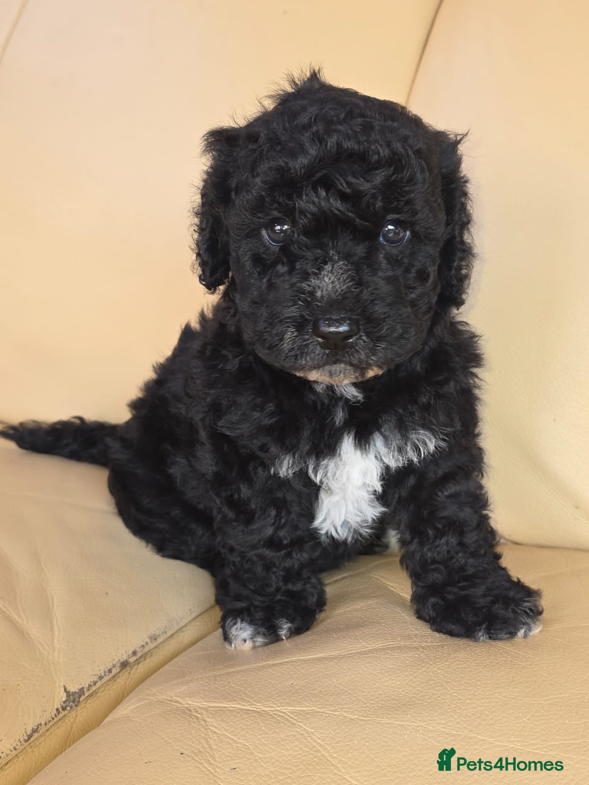 Cockapoo dogs  Meet Our stunning  F1B Cockapoo Puppies. - Advert 2