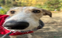 Mixed Breed dogs for sale: 7 months old puppy for sale  - Image 2