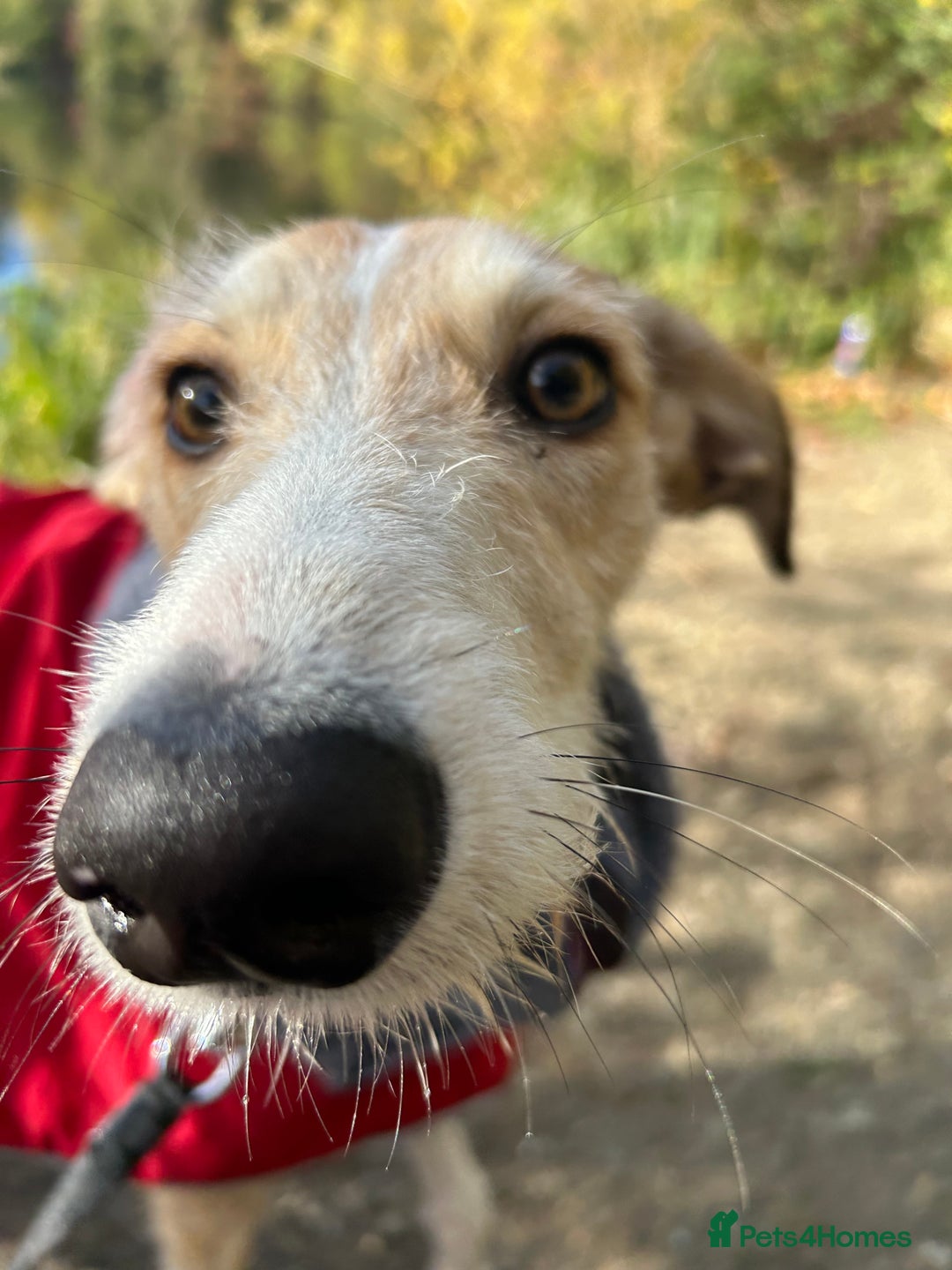 Mixed Breed dogs for sale: 7 months old puppy for sale  - Image 2