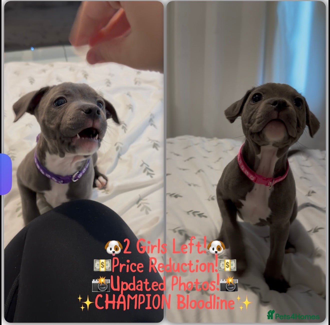 Staffordshire Bull Terrier dogs ✨CHAMPIONS NOW READY TO LEAVE!!!ONLY 2 GIRLS LEFT✨ - Advert 1