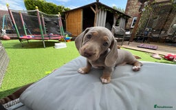 Dachshund dogs for sale: Miniature Dachshund Puppies  in Hull - Image 18