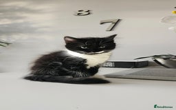 Mixed Breed cats for sale: 2 outstanding beauty girls  - Image 17