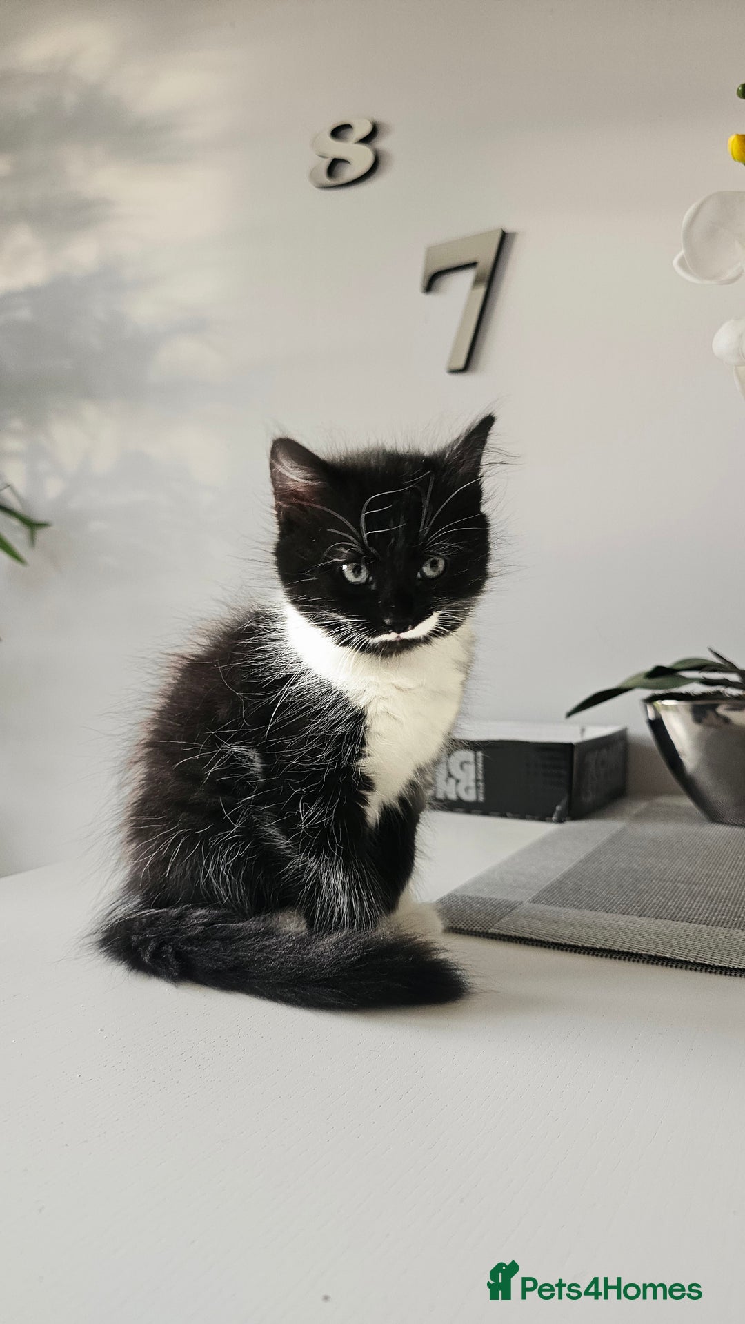 Mixed Breed cats for sale: 2 outstanding beauty girls  - Image 17