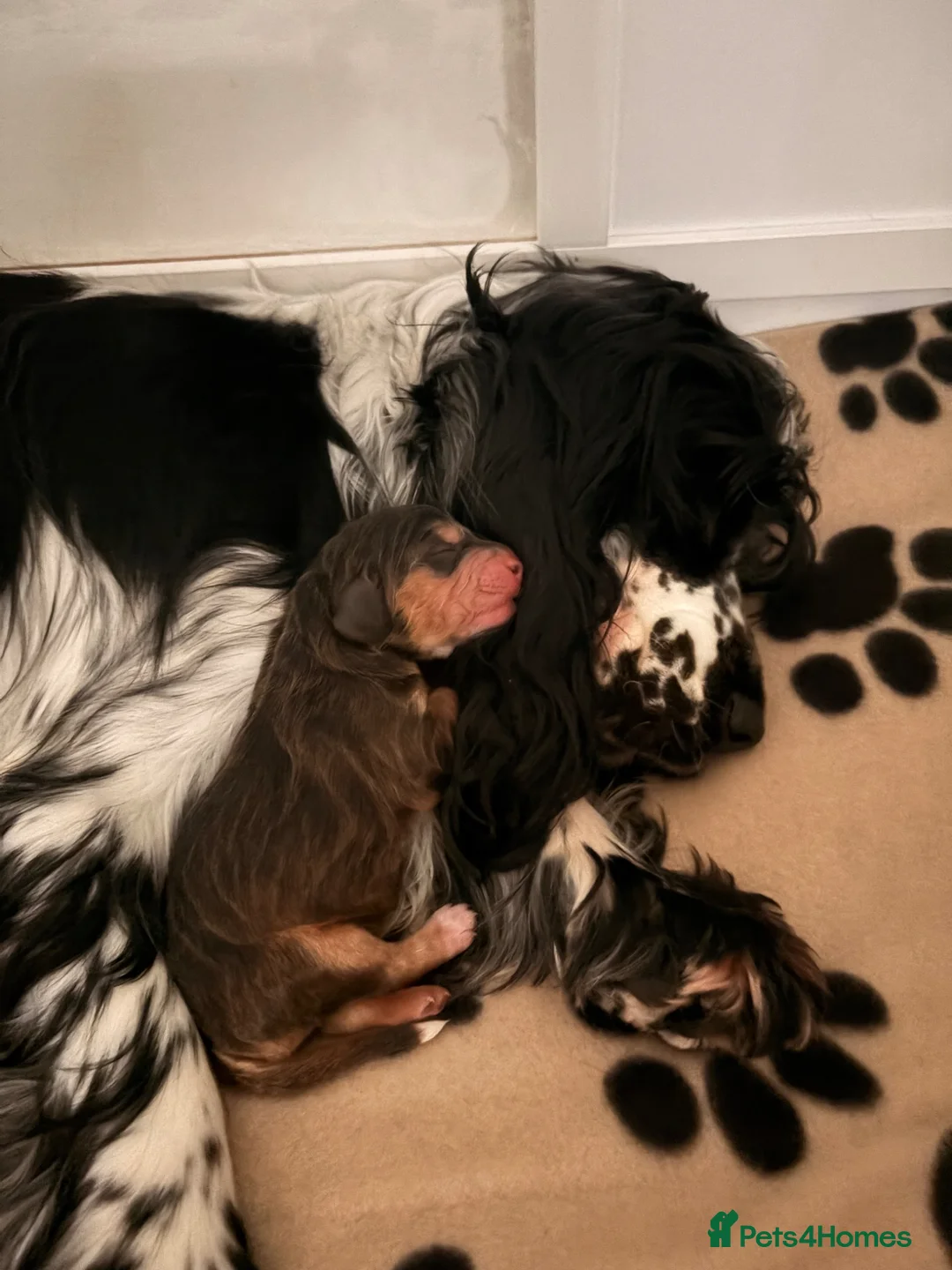Cockapoo dogs for sale: Outstanding F1 show type miniature cockapoos - Advert 10