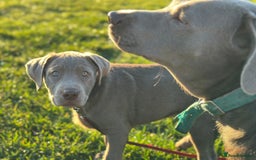 Labrador Retriever dogs for sale: Remaining 3 puppies (13 wks) - Image 1
