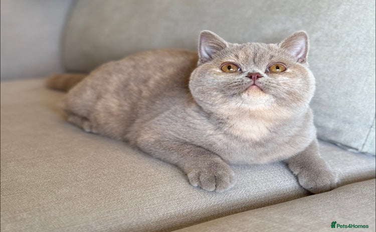 British Shorthair cats Fawn tortie girl  - Advert 13