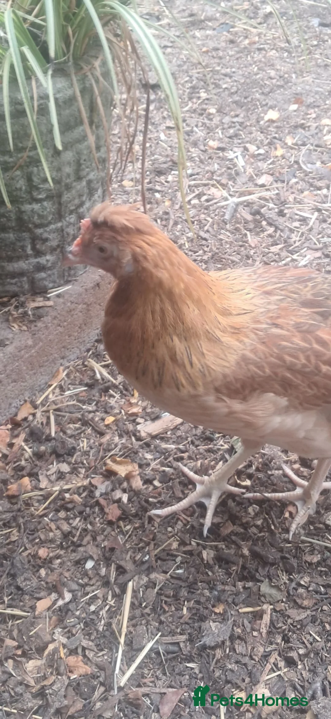 Chickens poultry for sale: Olive eggers, buff Orpingtons, cream legbars  - Advert 3