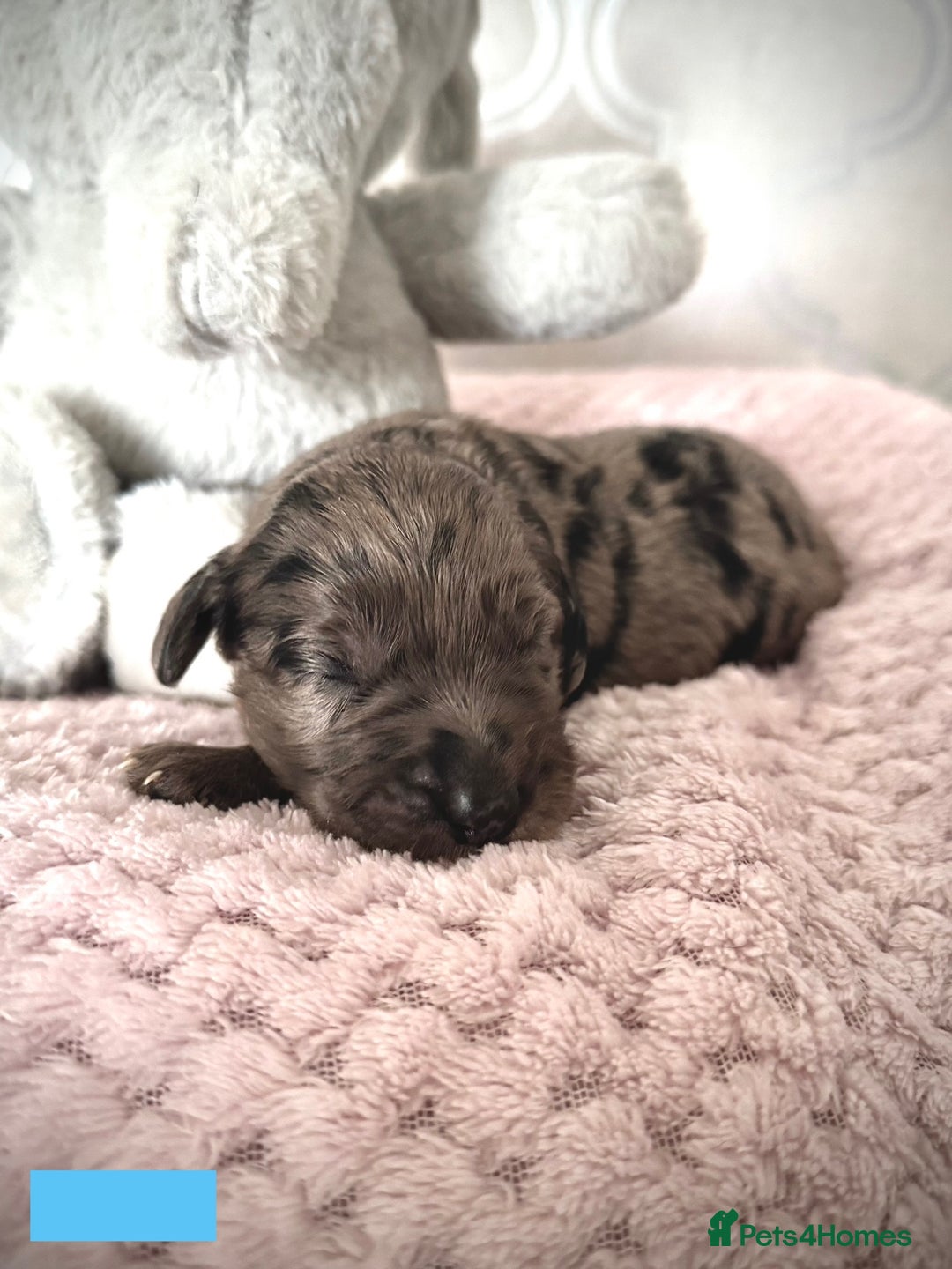 Labradoodle dogs for sale: Adorable Miniature Labradoodles  - Image 18