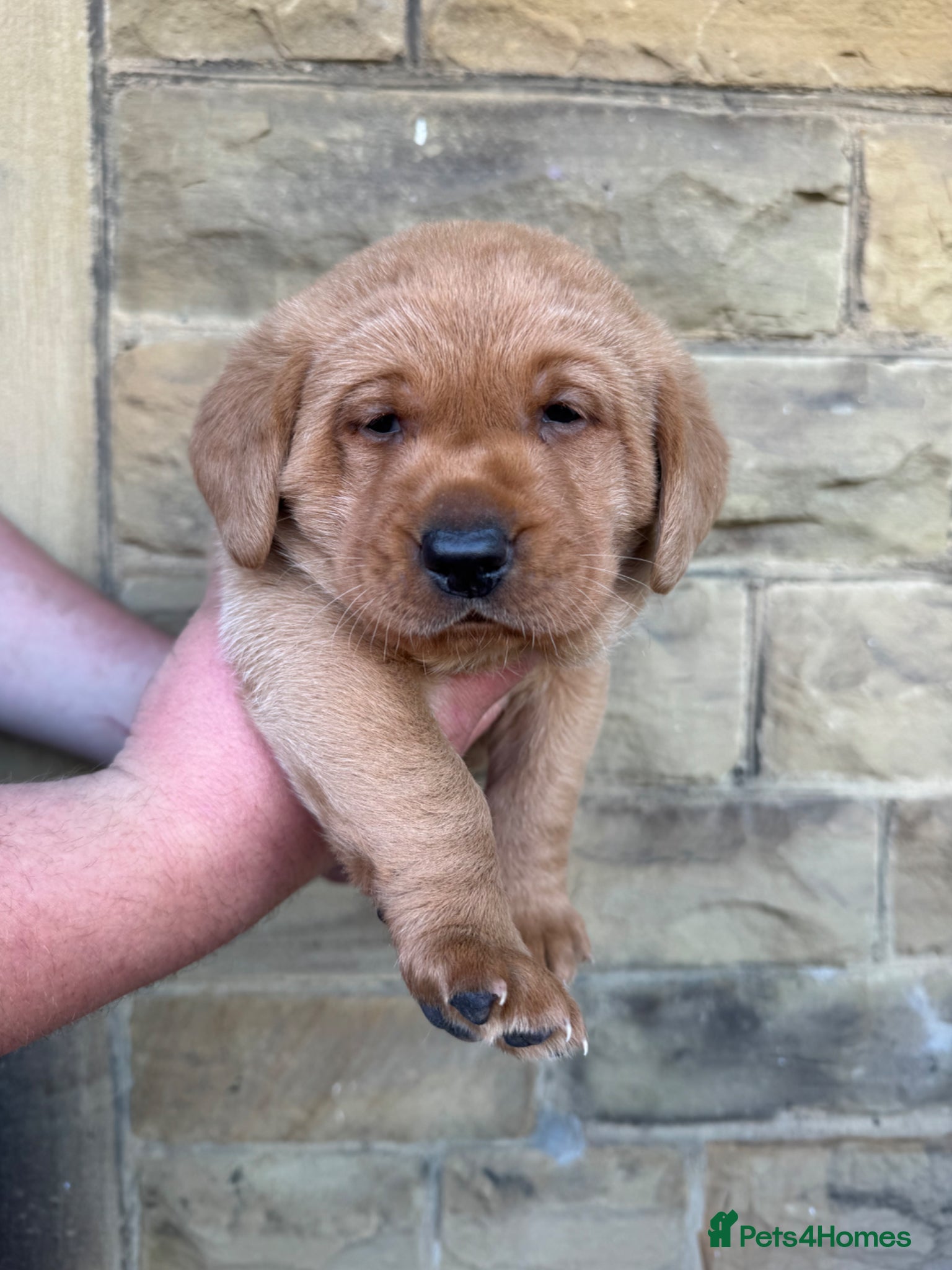 Labrador Retriever dogs Red Labrador male pup - Advert 2