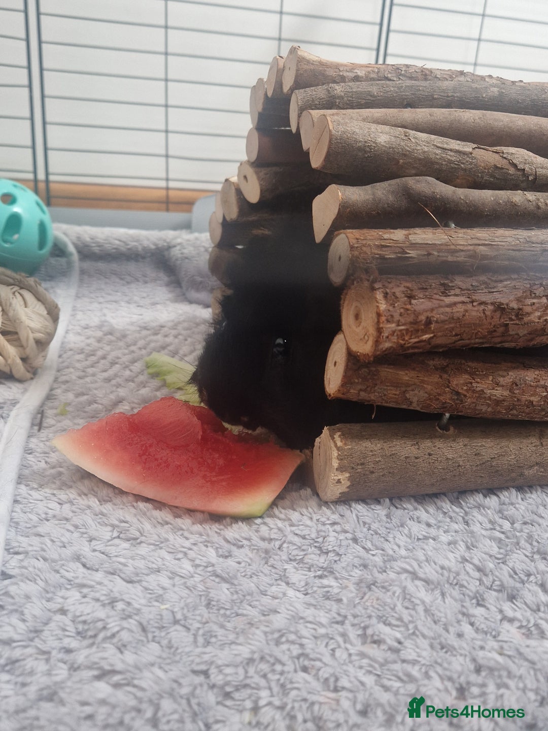 Guinea Pig rodents for sale: 2 Male Guinea Pigs for free - Image 6