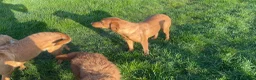 Labrador Retriever dogs for sale: THREE 6 YR OLD WORKING LABS. HIP ELBOW DNA PERFECT - Advert 11