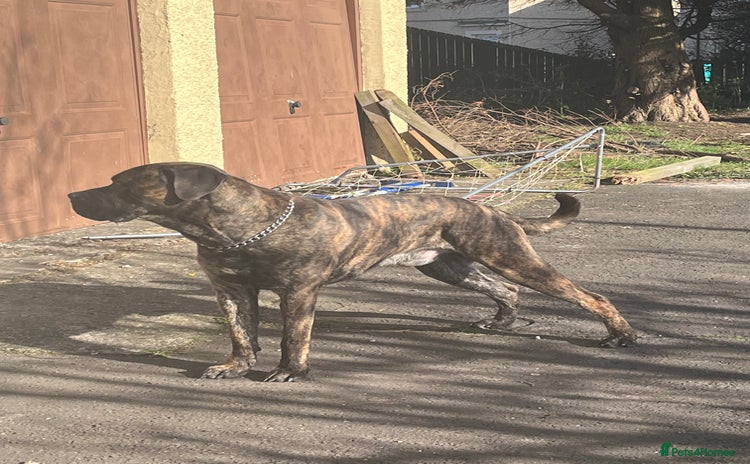 Presa Canario dogs - Advert 1