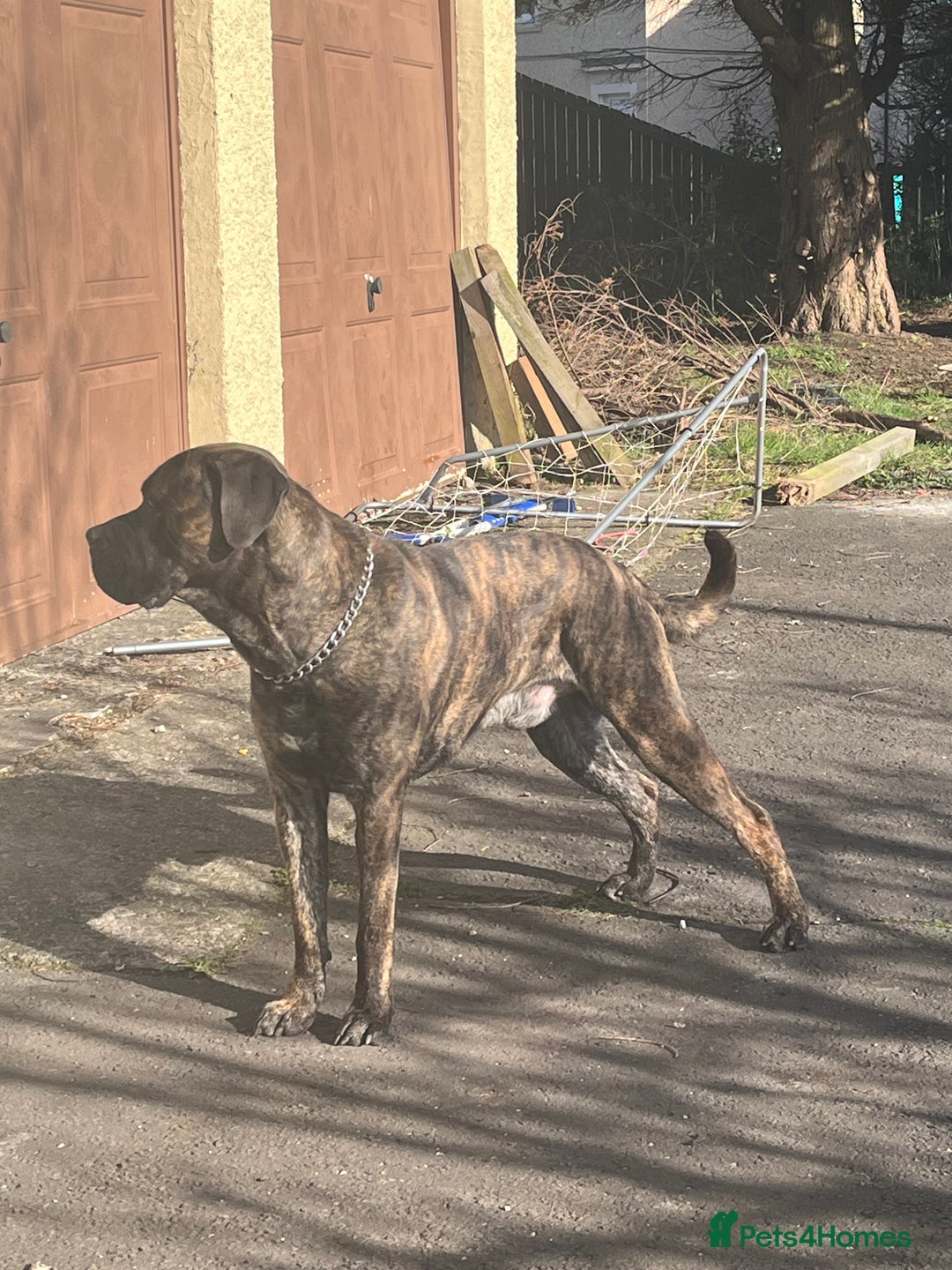 Presa Canario dogs for sale: Presa canario male  - Image 1