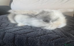 Mini Lop rabbits for sale: Beautiful mini lop rabbits  - Image 7