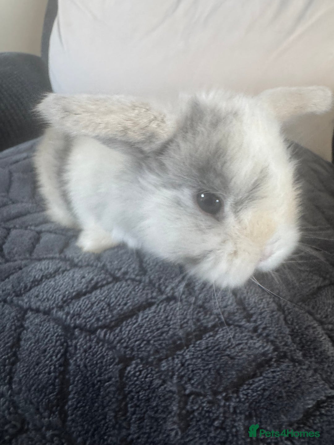 Mini Lop rabbits for sale: Beautiful mini lop rabbits  - Image 7