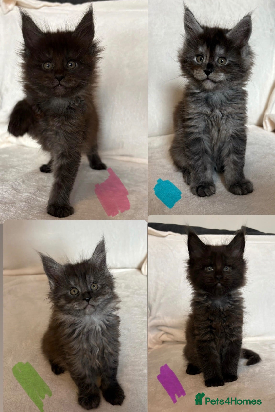 Maine Coon cats GCCF MAINE COON KITTENS - Advert 9