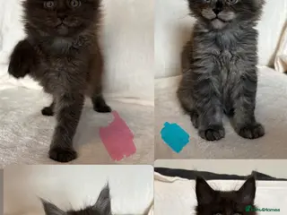 Maine Coon cats GCCF MAINE COON KITTENS - Advert 6
