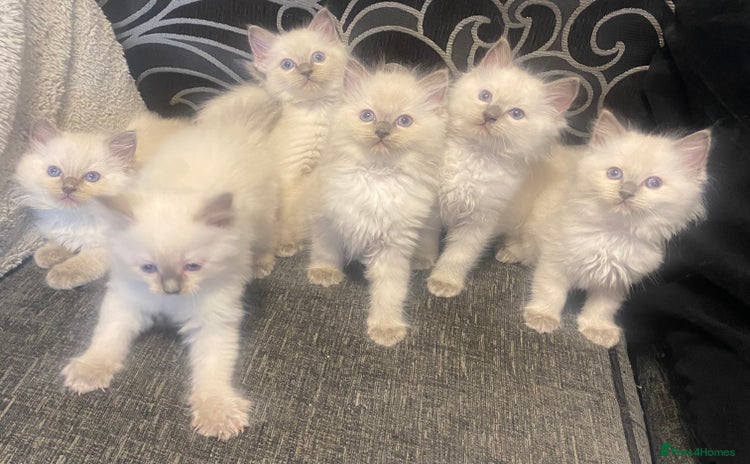 Ragdoll cats - Advert 12