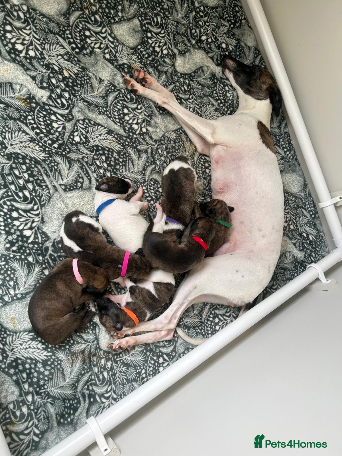 Whippet dogs for sale: Stunning pedigree whippets puppies  - Advert 4