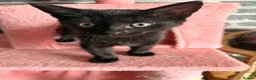 Mixed Breed cats for sale: 2 kittens 9 weeks old  - Advert 13
