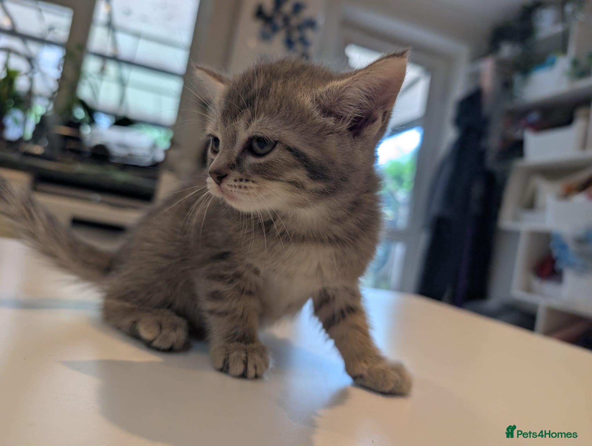 Scottish Fold cats for sale: Only 3 girls left! Scottish straight grey tabby 😻 - Advert 12