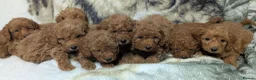 Toy Poodle dogs for sale: Stunning DNA Clear Toy Mini Poodle Puppies  - Advert 30
