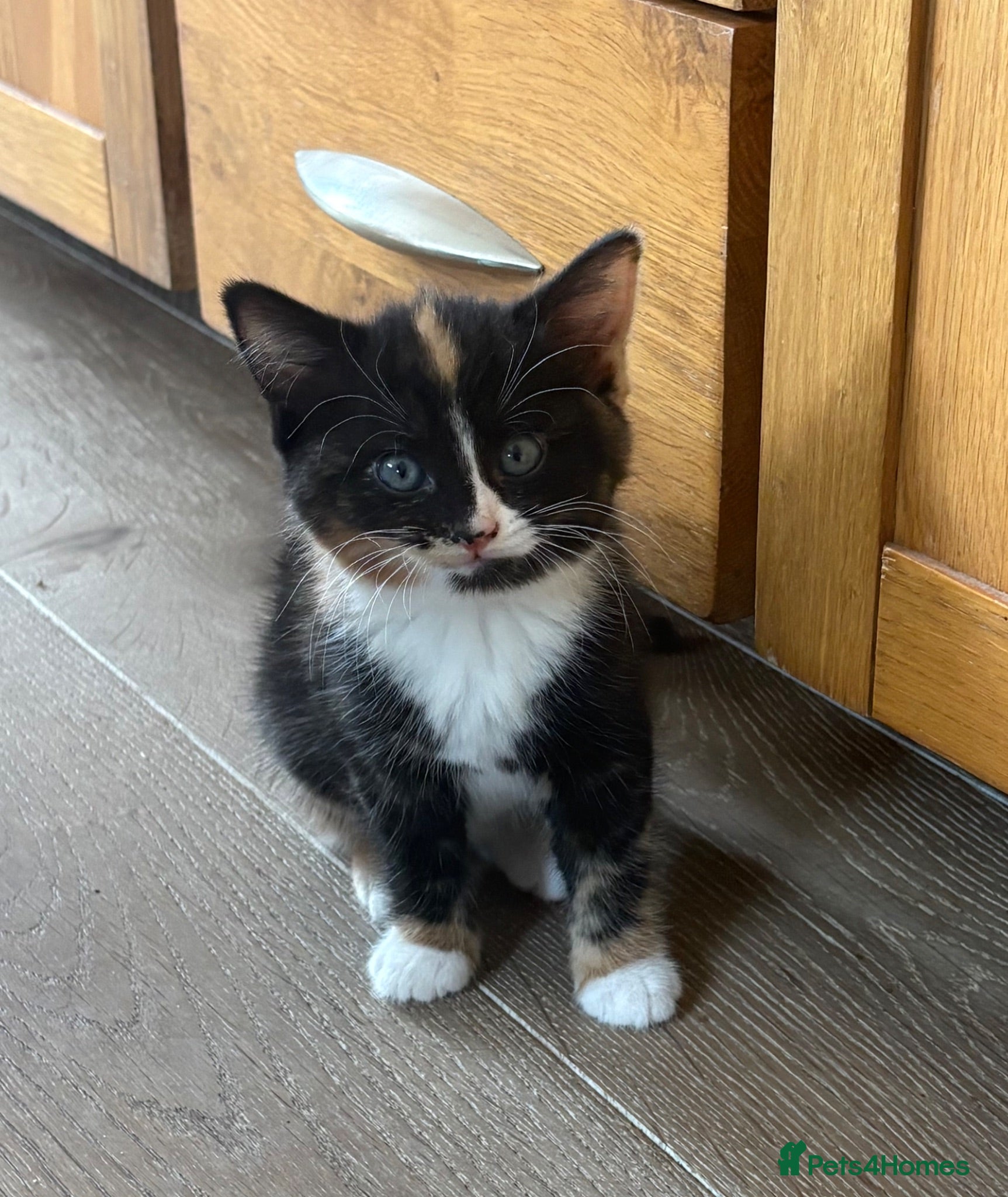 Mixed Breed cats Beautiful Kittens For Sale - Advert 12