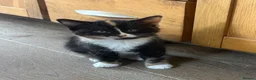 Mixed Breed cats for sale: Beautiful Kittens For Sale - Advert 5