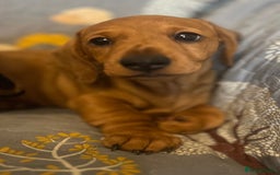Miniature Dachshund dogs for sale: Miniature dachshund  - Image 4