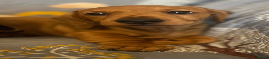 Miniature Dachshund Puppy 2