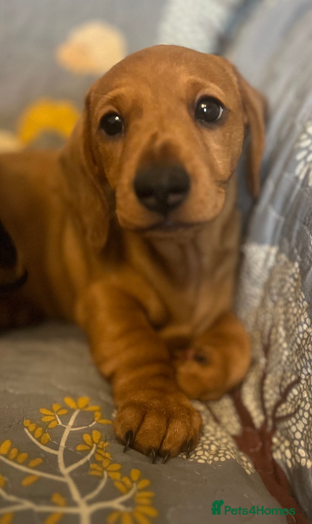 Miniature Dachshund dogs for sale: Miniature dachshund  - Image 4