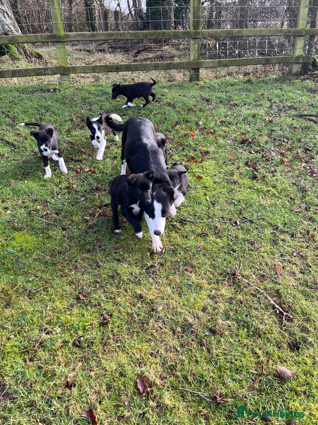 Mixed Breed dogs for sale: Beautiful Kelpie X Border Collie Puppies For Sale - Advert 6