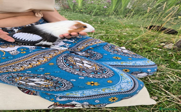 Guinea Pig rodents - Advert 1