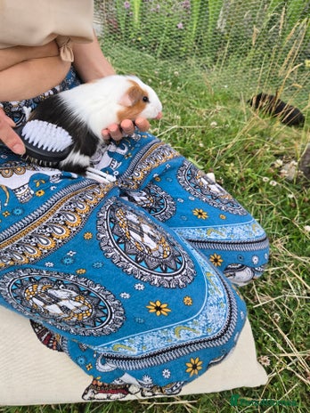 Guinea Pig rodents - Advert 10
