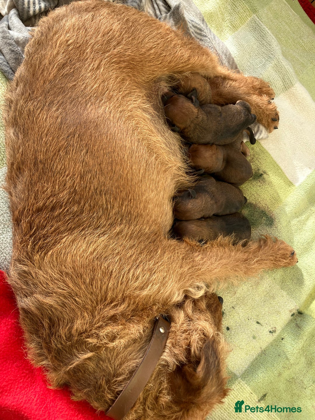 Lakeland Terrier dogs for sale: 5 Gorgeous Lakeland Terriers  - Image 12