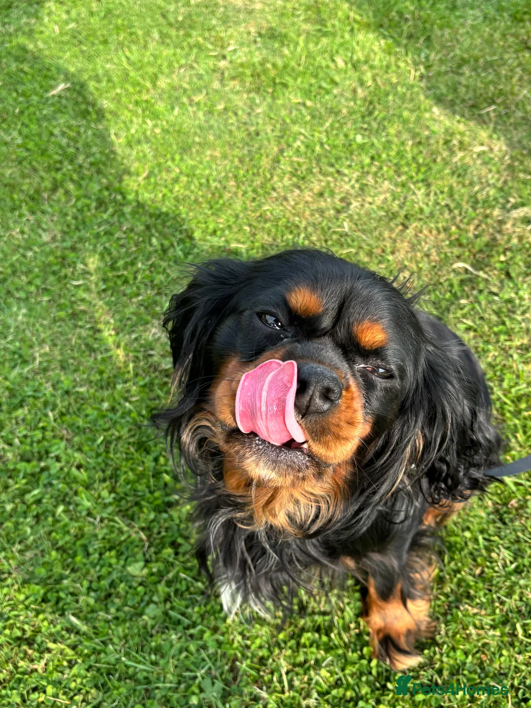 Cavalier King Charles Spaniel dogs for stud: Fully health tested Black and Tan stud.  in Wrexham - Advert 14