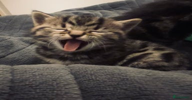 British Shorthair cats - Advert 10