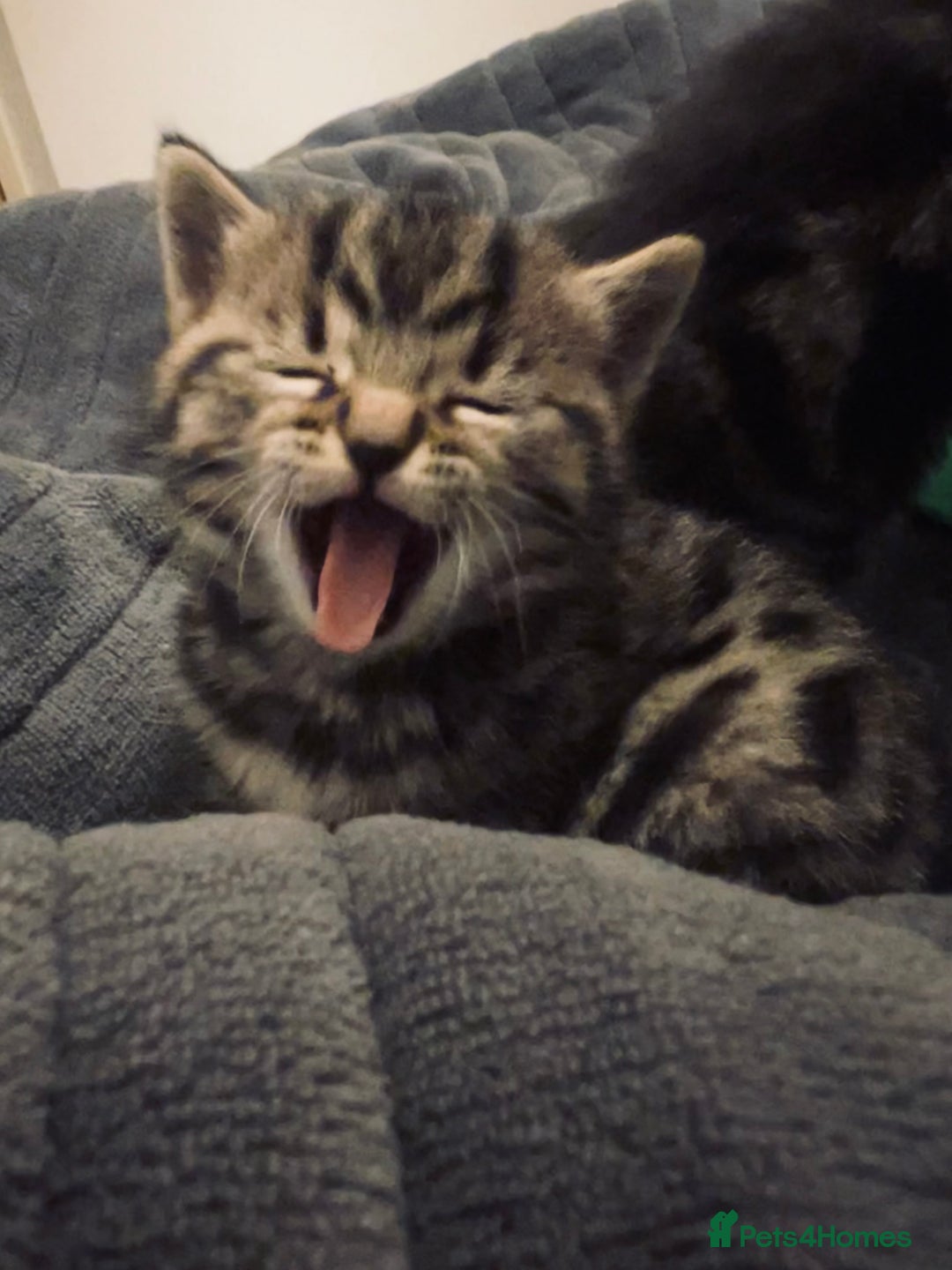 British Shorthair cats for sale: 4 Beautiful British Shorthair cross Kittens  - Image 2