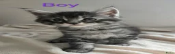 Maine Coon cats for sale: 7 Gorgeous Maine Coon kittens. - Advert 8