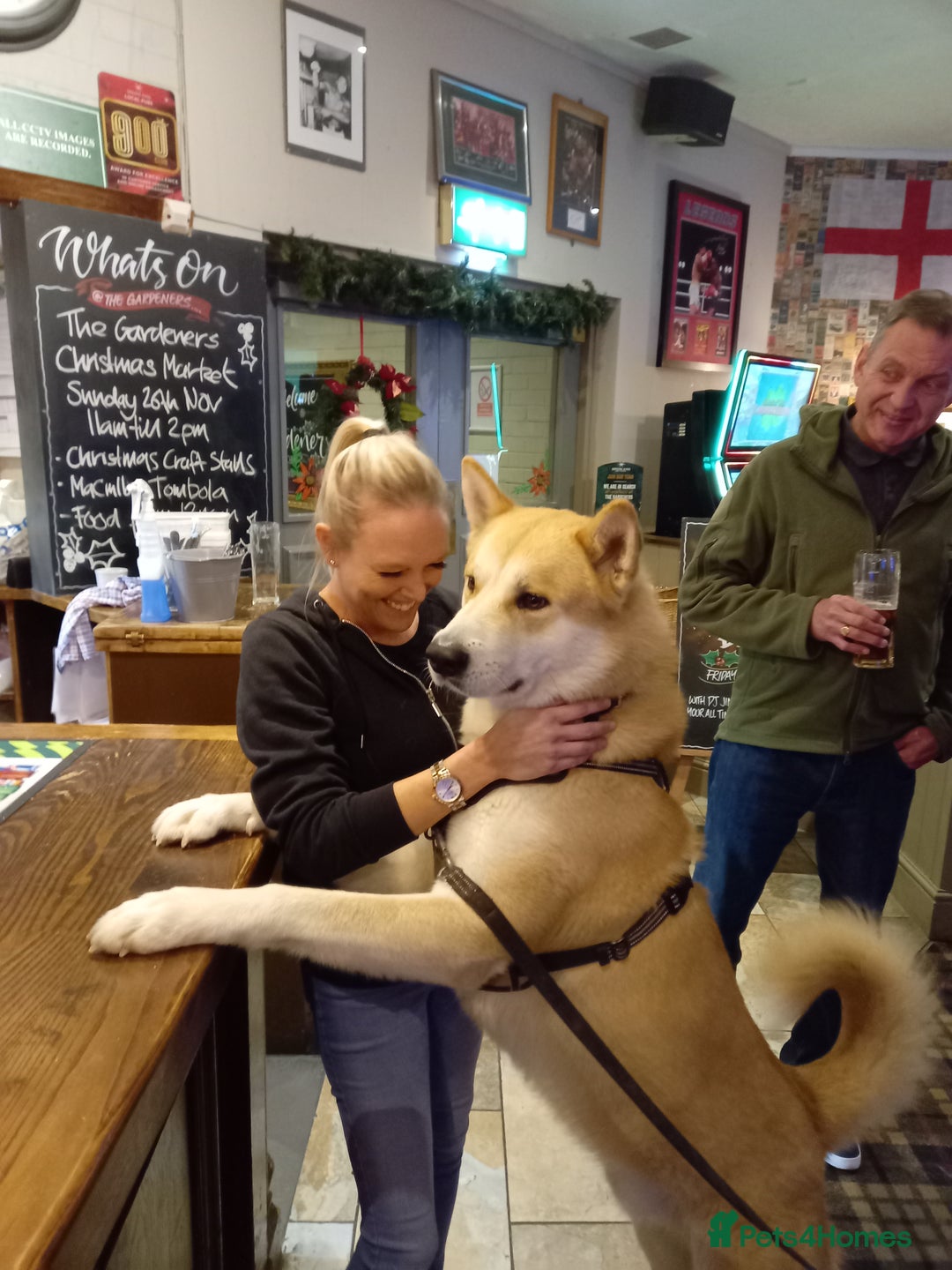 Akita dogs for stud: Apollo  - Advert 3