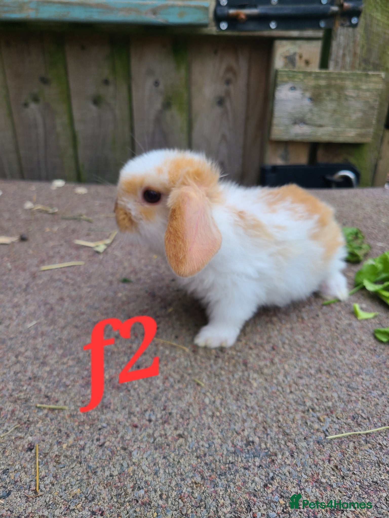Mini Lion Lop rabbits Baby rabbits READY NOW  8weeks old - Advert 13