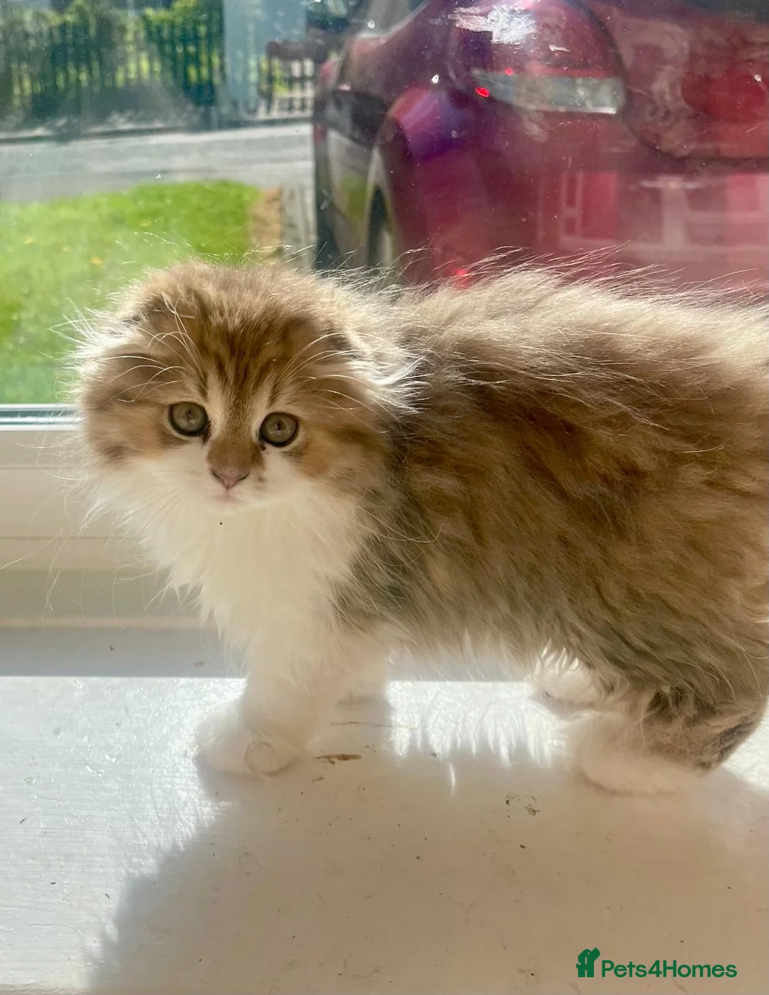 British Longhair cats for sale: beautiful british long hair boy kitten  - Advert 2